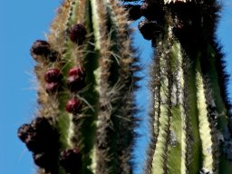 USA_Mexico2006-2007-063